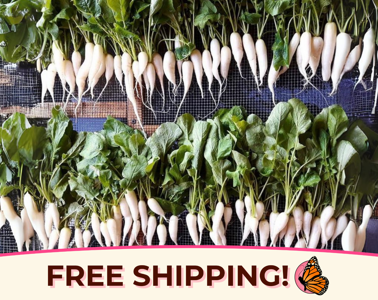 1,200+ Radish Seeds ‘White Icicle’ | Heirloom, Non-GMO, Vegetable Gardening Seed