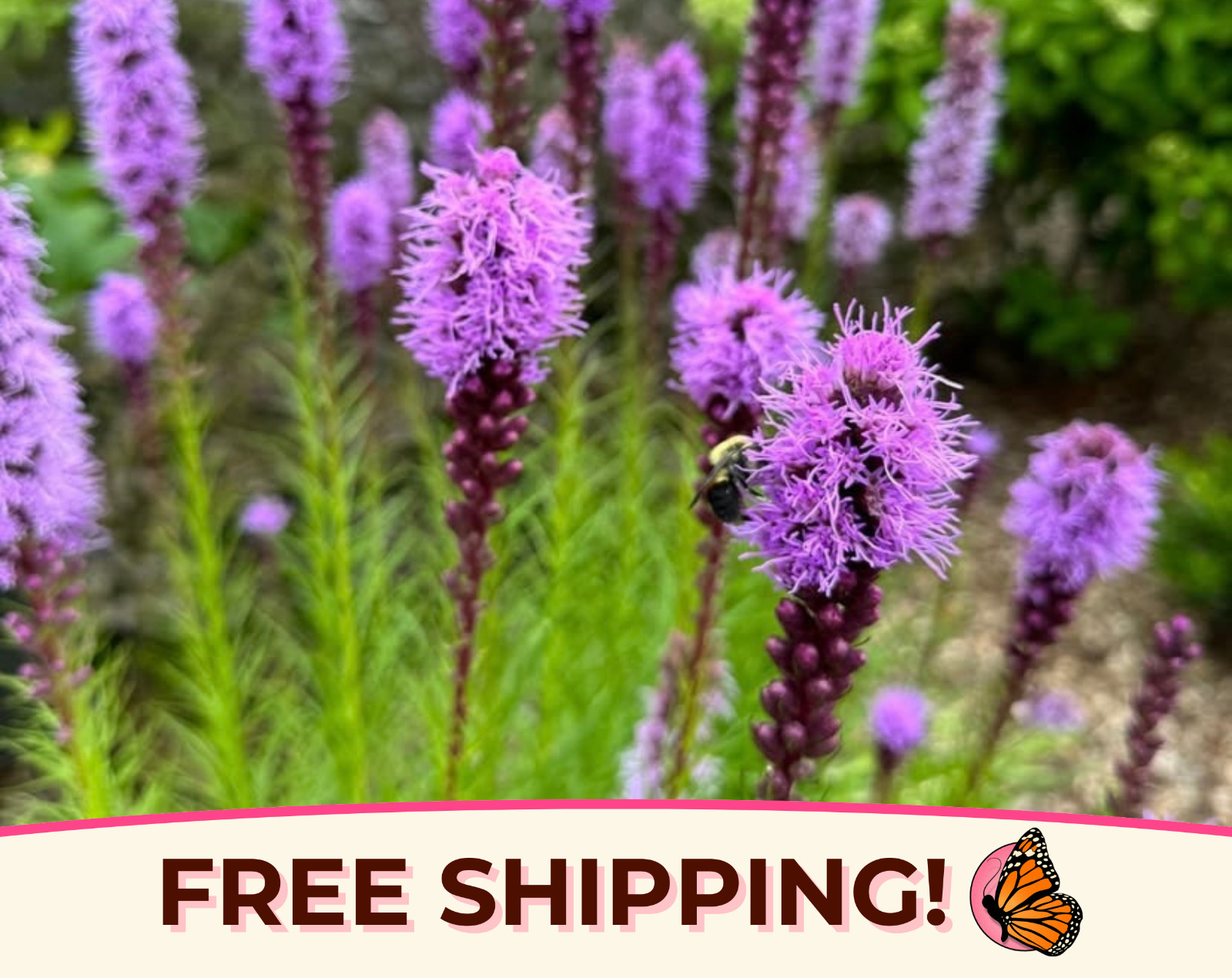 500+ Marsh Blazing Star Seeds | Native Wildflowers, Liatris spicata, Gayfeather