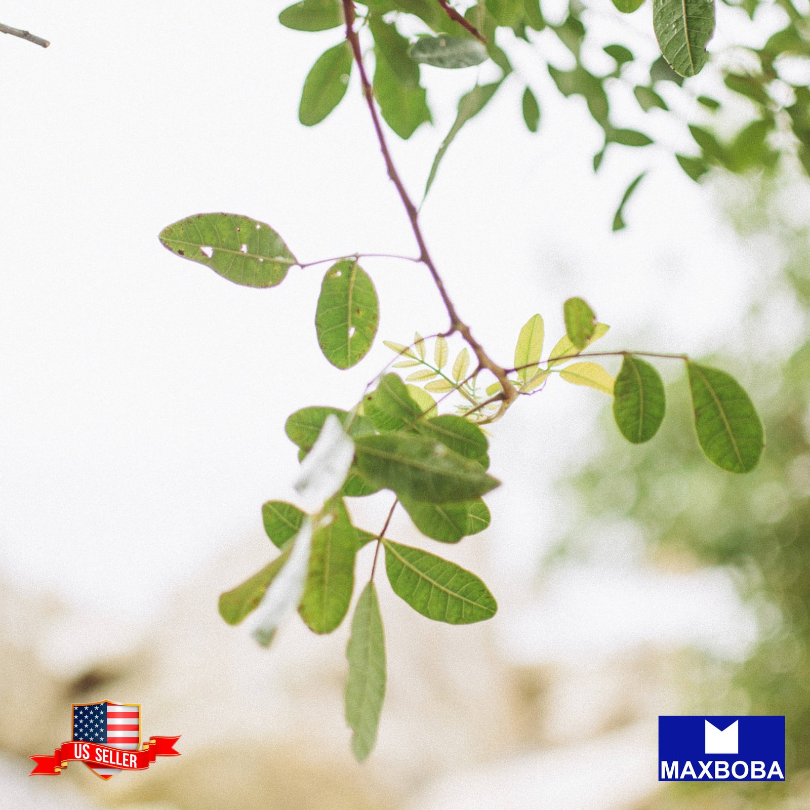 03 Moringa Seeds Non-GMO Vegetable