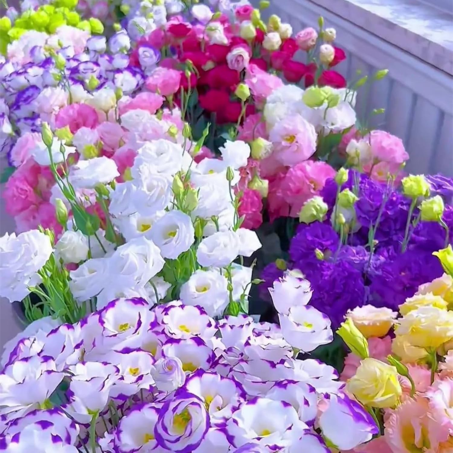 Lisianthus Seeds, Pack of 100 Mixed Color Eustoma Grandiflorum Seeds