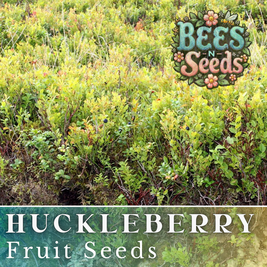 Dusk Huckleberry Seeds 125, 300 or 500 Seeds Flower, Flower Seeds, Non GMO