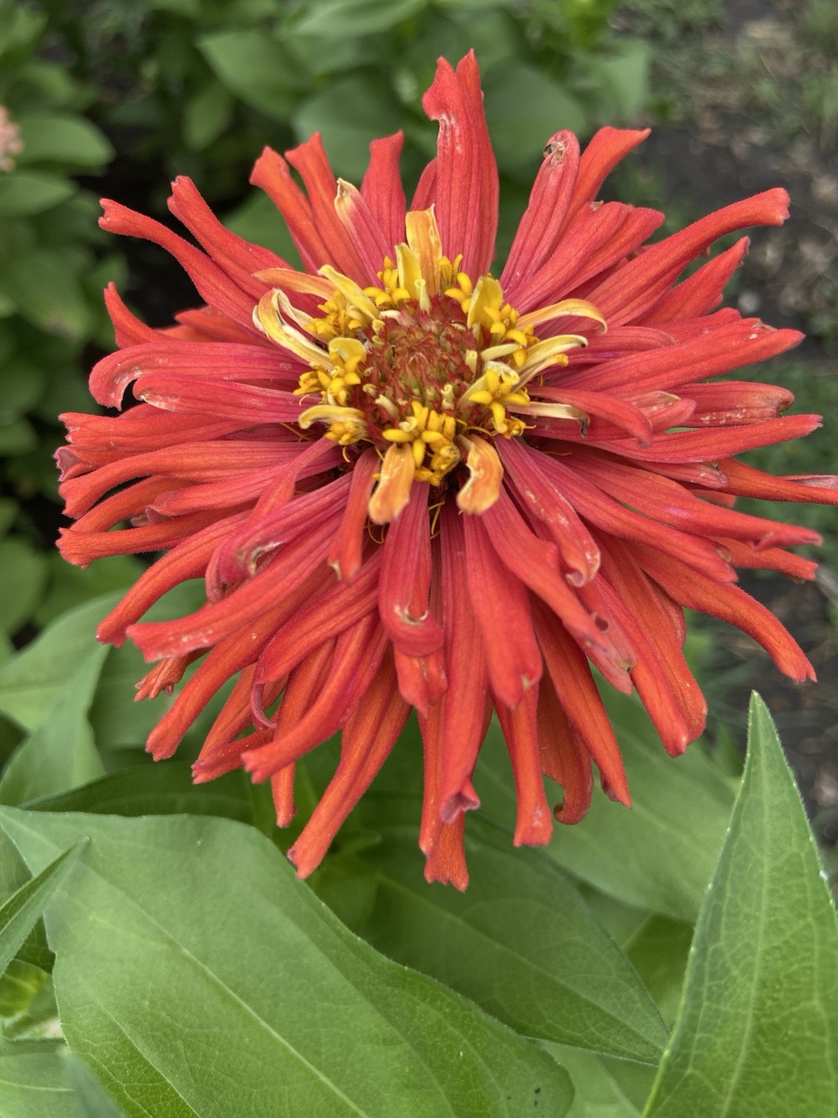 CACTUS ZINNIA – 30 Fresh Seeds – Mixed Colors – GORGEOUS Blooms!! FREE Shipping