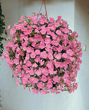 Petunia Wave Pink 100 seeds