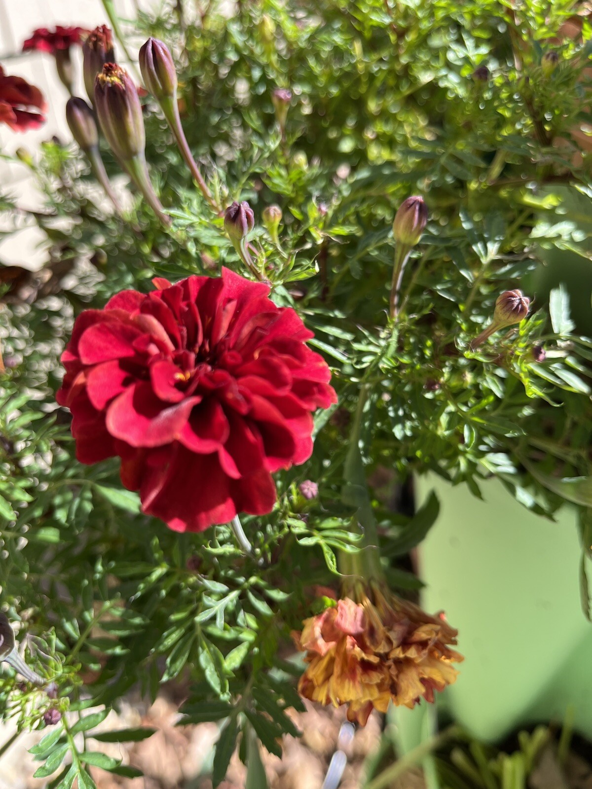 Strawberry Blonde Marigold – 15 seeds