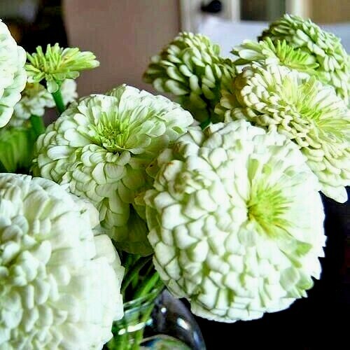 301+WHITE ZINNIA Flower Seeds Summer Flowering Annual Cut Flowers Garden Easy