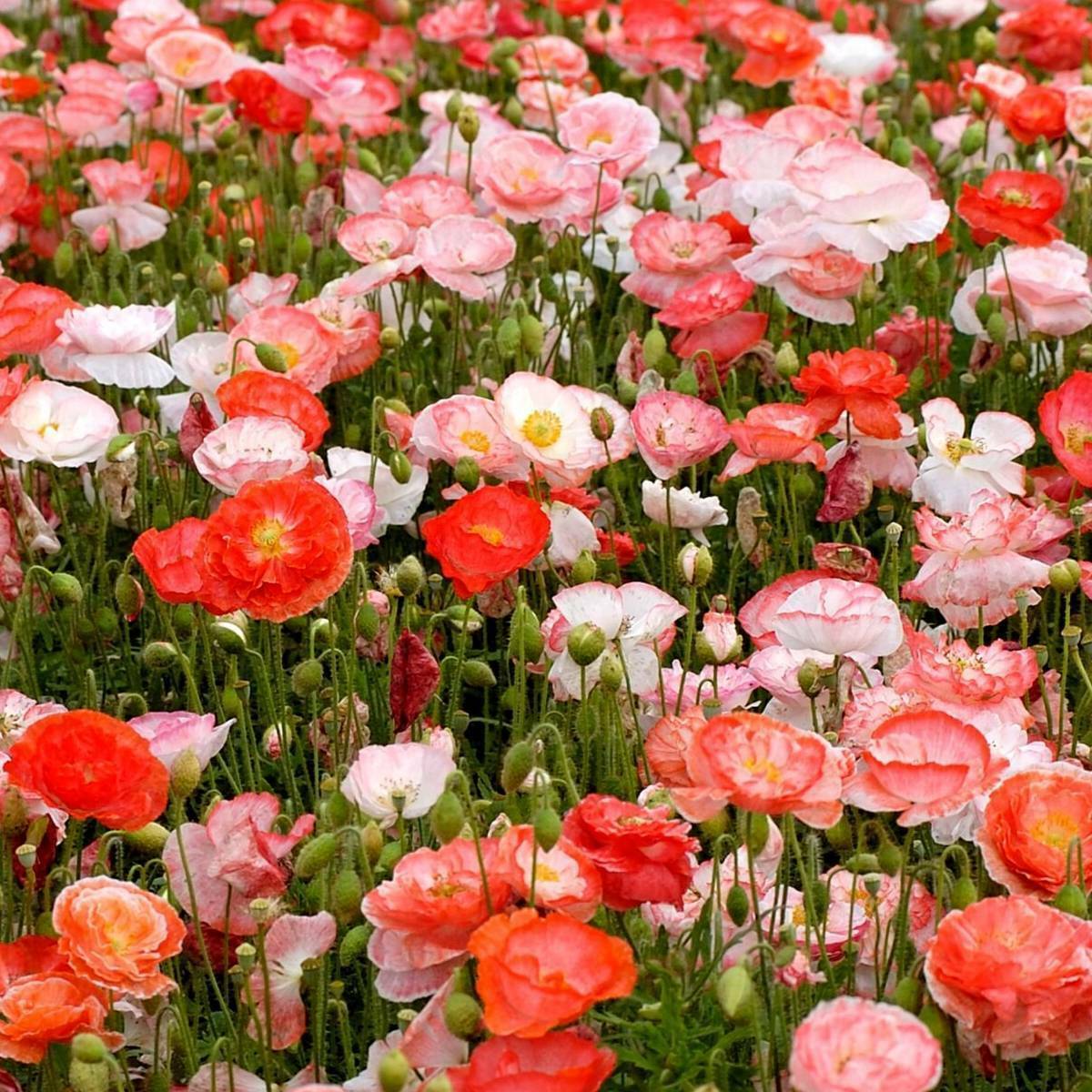 Double Shirley Poppy Seeds 1000+ Flower MIXED Colorful USA SELLER FREE SHIPPING