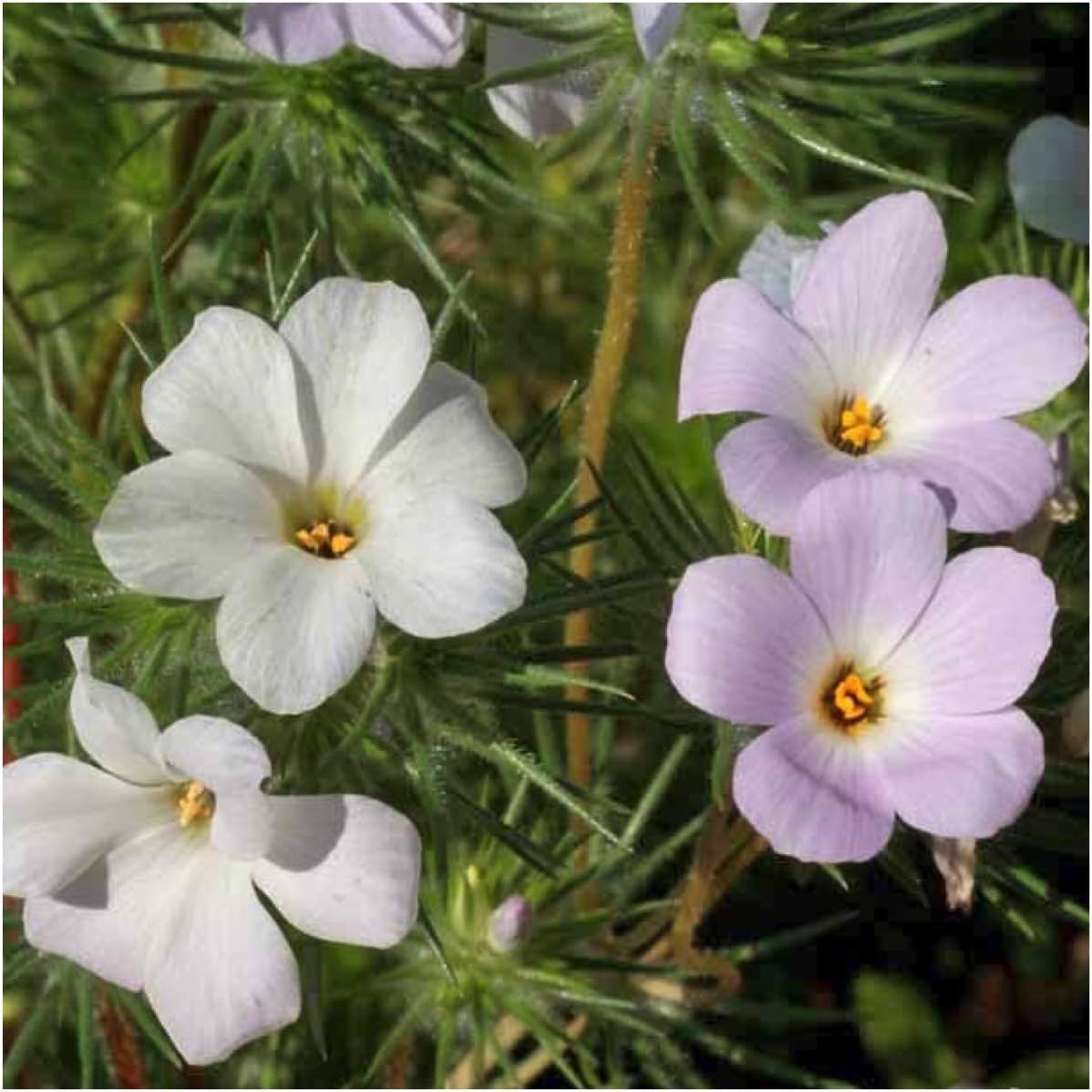 1,000 Drought-Resistant Mountain Phlox Seeds – Vibrant Heirloom Annual Flowers