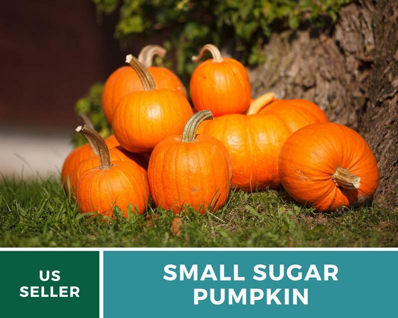 Pumpkin, Small Sugar – 15 Heirloom Seeds – GMO Free (Cucurbita pepo)