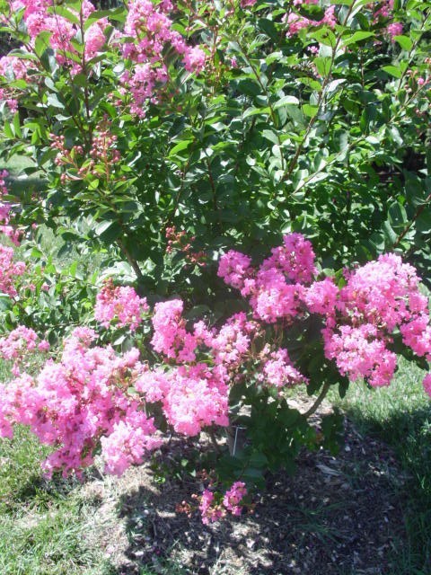 25 HOPI CREPE MYRTLE SEEDS – Lagerstroemia indica