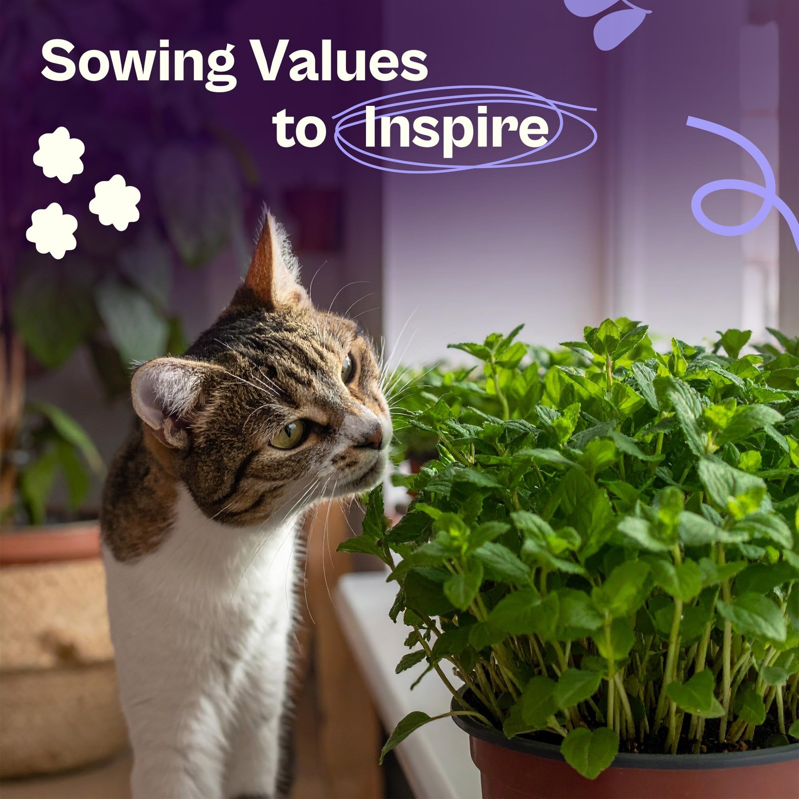 2500 Catnip Seeds Nepeta cataria – Catmint, Best Catnip for Cats Seed Packets…