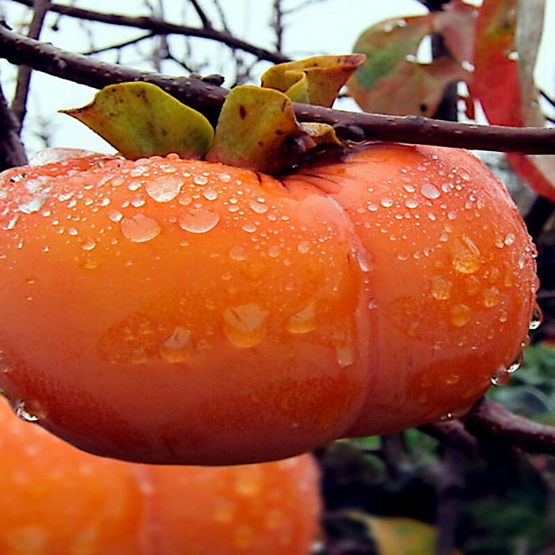 5 JAPANESE PERSIMMON TREE SEEDS (Diospyros Kaki) Asia Hardy Garden Fruit Plant