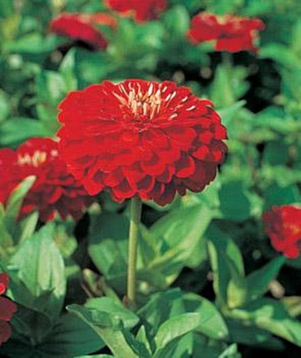 Zinnia Benary Giant Scarlet Annual Seed