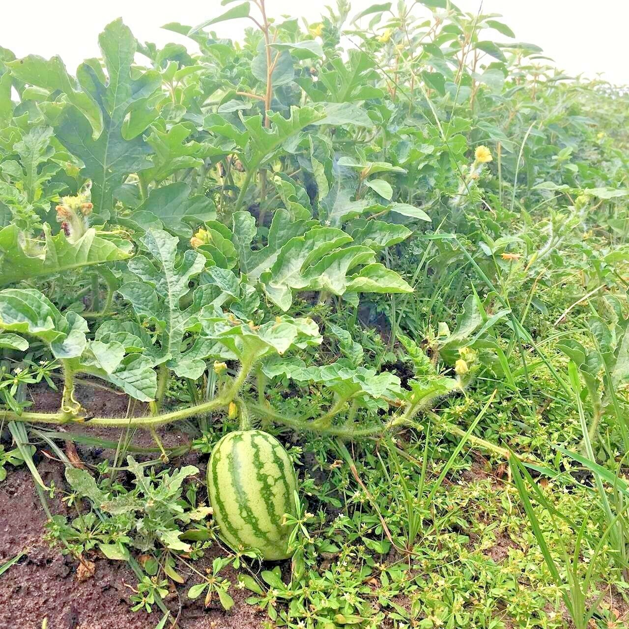 40+JUBILEE WATERMELON Seeds Heirloom Organic Vine 25-30lbs Summer Garden Easy