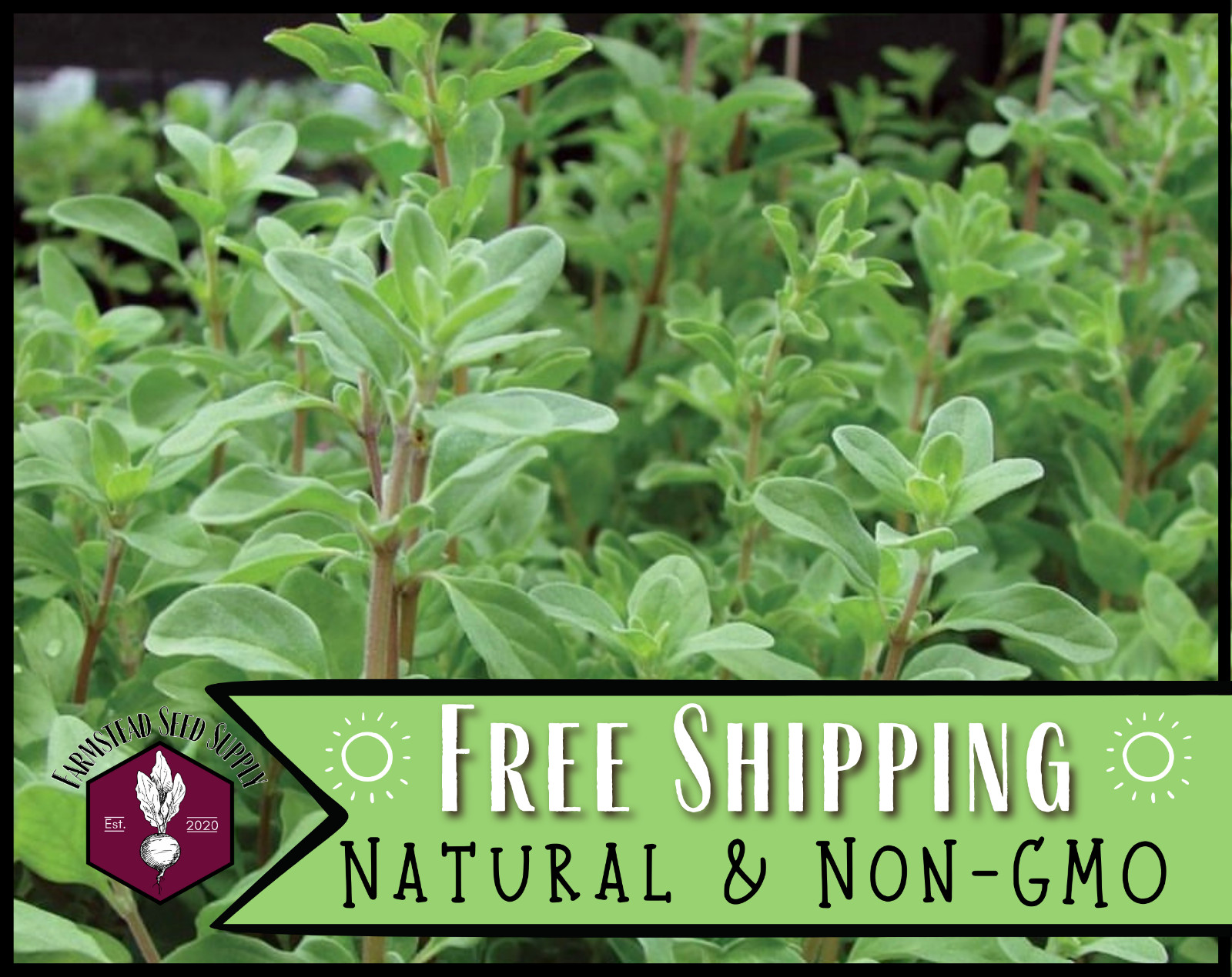 4,200+ Sweet Marjoram Seeds, Culinary Herb Gardening, Heirloom, Non-GMO, USA