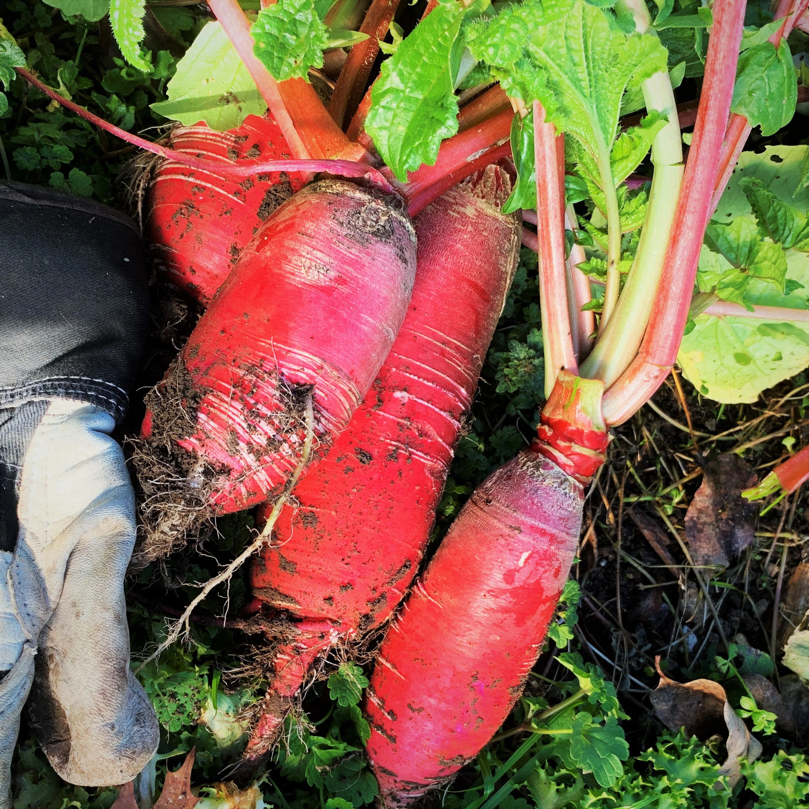 China Rose Radish Seeds | Pink Red Daikon Radishes Asian Vegetable Seed 2024