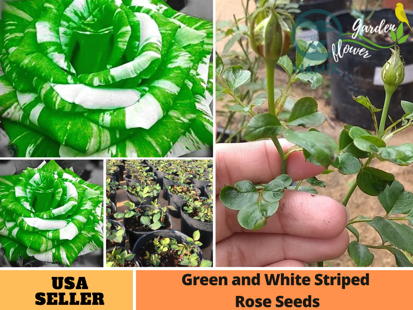 30+ Seeds| Green and White Striped Flower Rose Seeds #1077