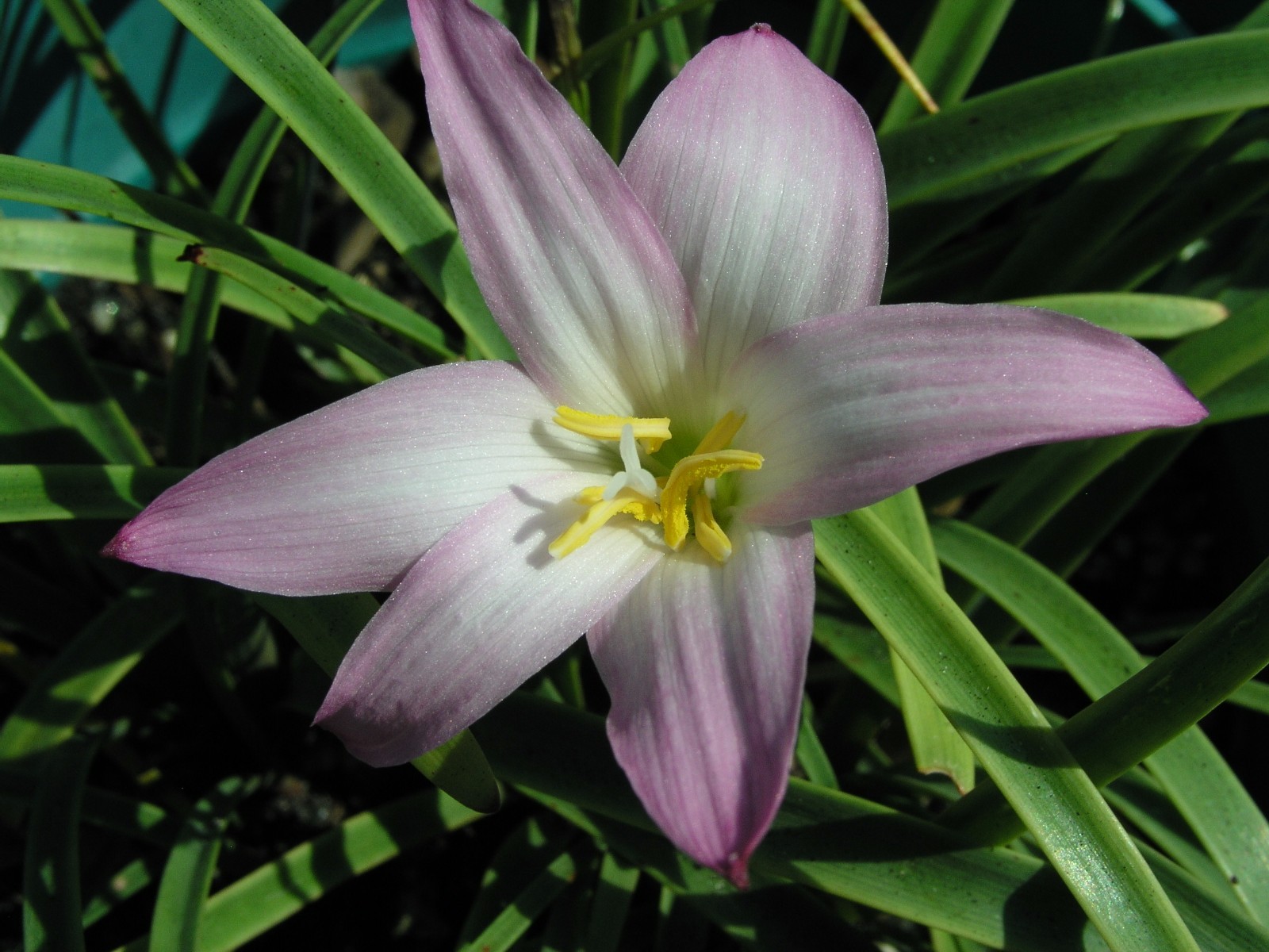 Rain Lily, Habranthus Argentina Pink, 2 bulbs, NEW, RARE, zephyranthes