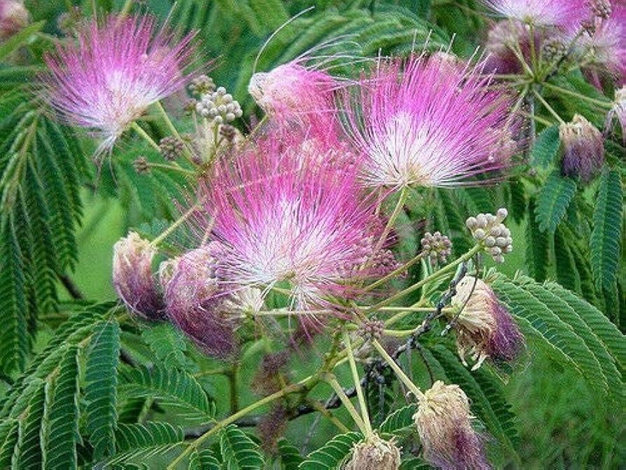 Mimosa Tree Seeds (Albizia julibrissin) Persian Pink Flower (w/free tree)
