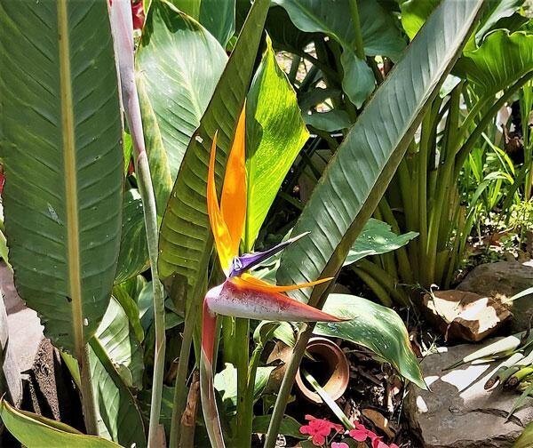 Strelitzia reginae | Bird of Paradise | Crane Flower | 10 Seeds
