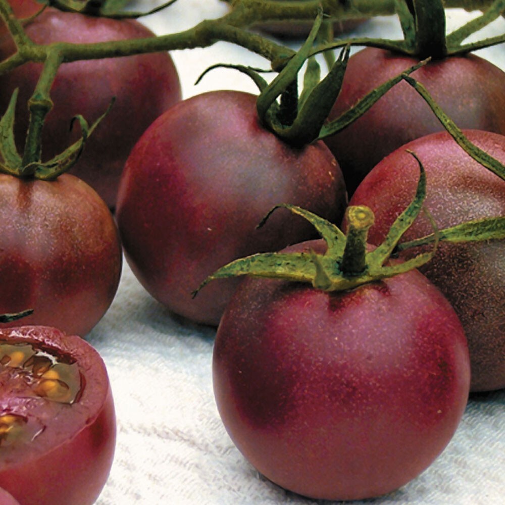 Mrtomatohead’s Top Ten 10, +25 Seed packets of my all time favorites! Will sub