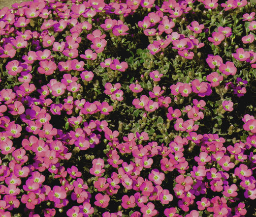 AUBRIETA ROCK CRESS WHITEWELL GEM Aubrieta Hybrida – 500 Bulk Seeds