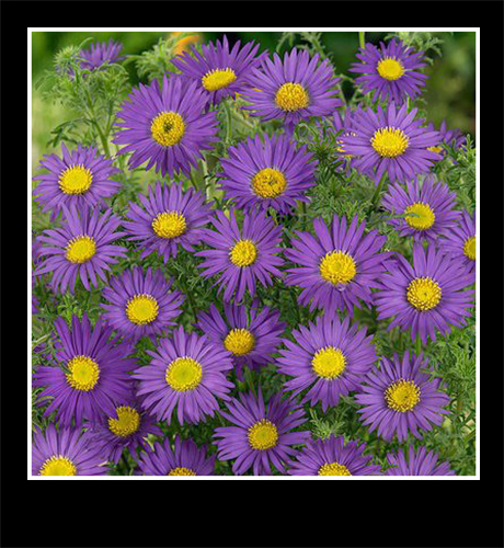 BULK Wildflower Seeds PURPLE Tahoka Daisy Heirloom Heat Sun Tolerant Native