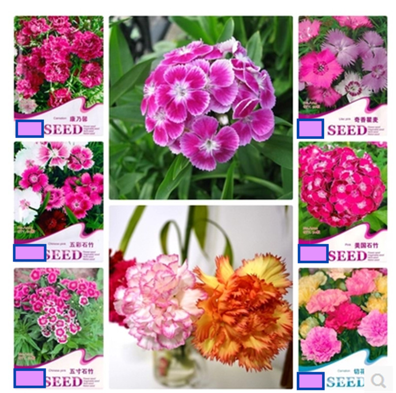 20 SEEDS CARNATION Dianthus Caryophyllus for germination flower exotic garden