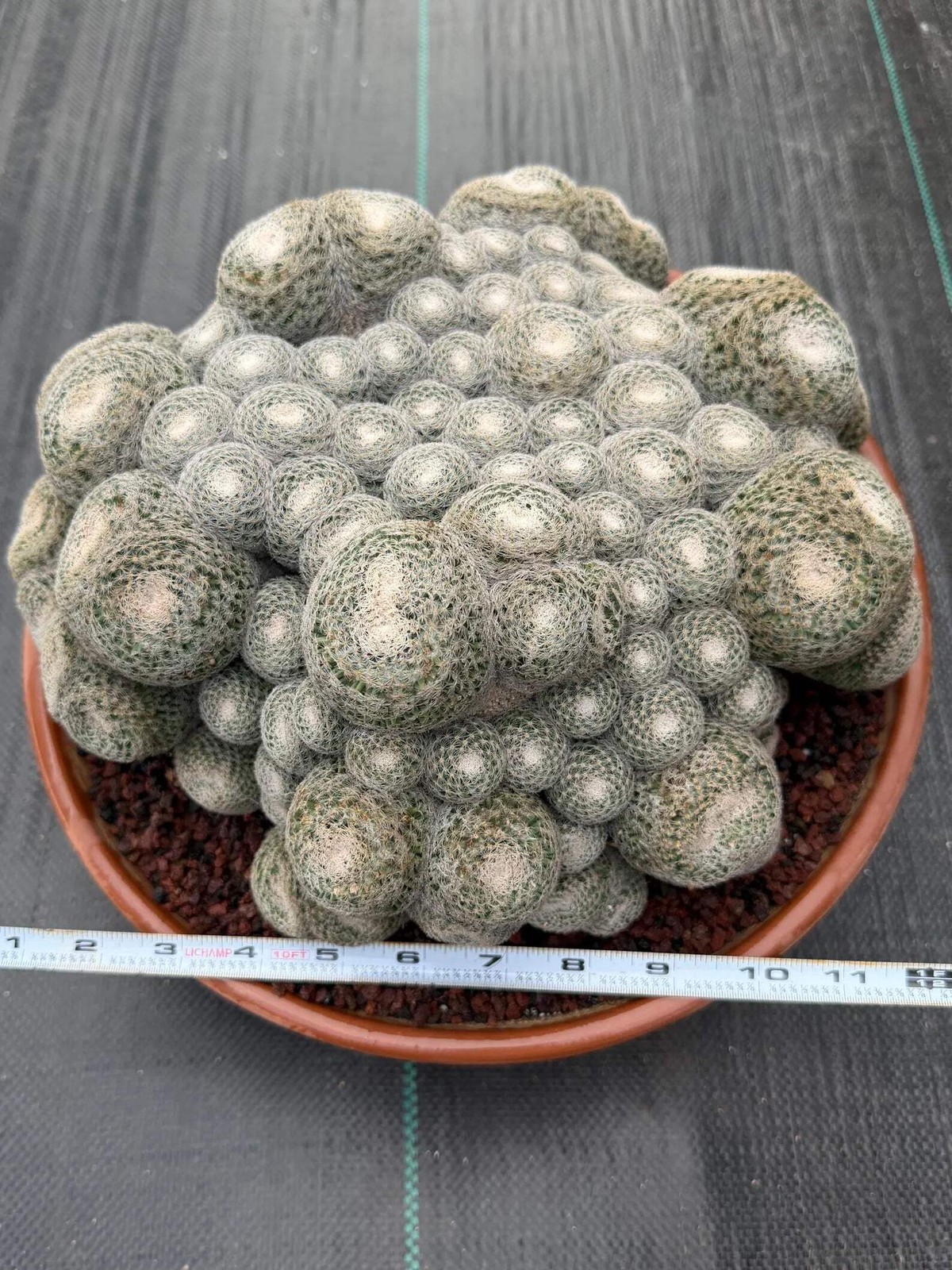 Mammillaria Perbella Monster Cluster | Rare Specimen Live Cactus Plant
