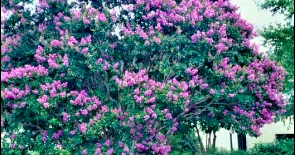 25 POWHATAN CREPE MYRTLE SEEDS – Lagerstroemia indica ‘Powhatan’