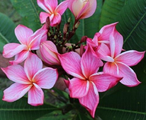 5 Orange Pink Plumeria Seeds Plants Flower Flowers Perennial Seed 512