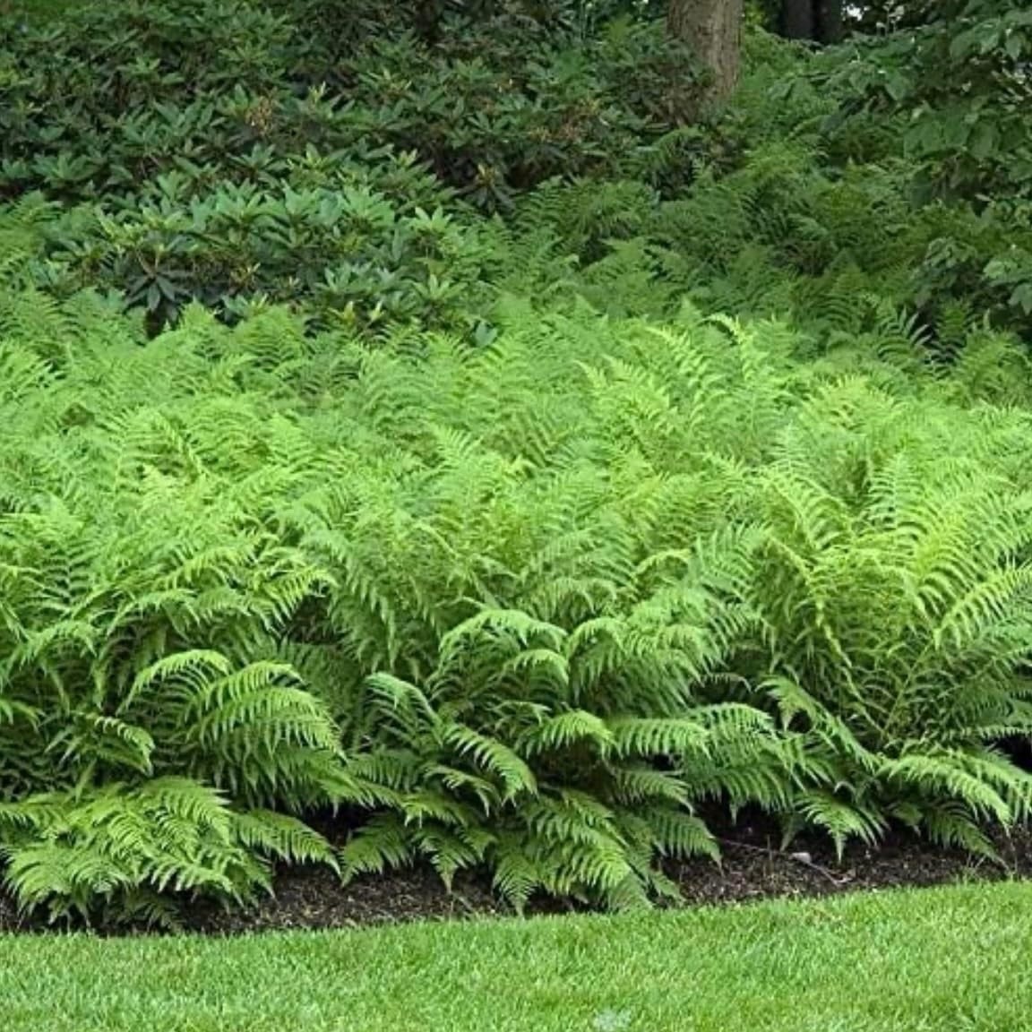 Live Ostrich Fern Rhizomes 3 Pack Matteuccia struthiopteris Freshly Harvested