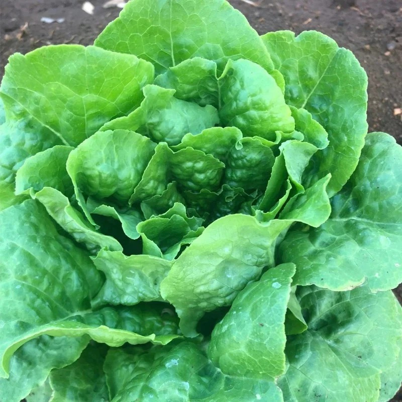 500+ Buttercrunch Butterhead Lettuce Seeds — —- NON GMO —–FRESH