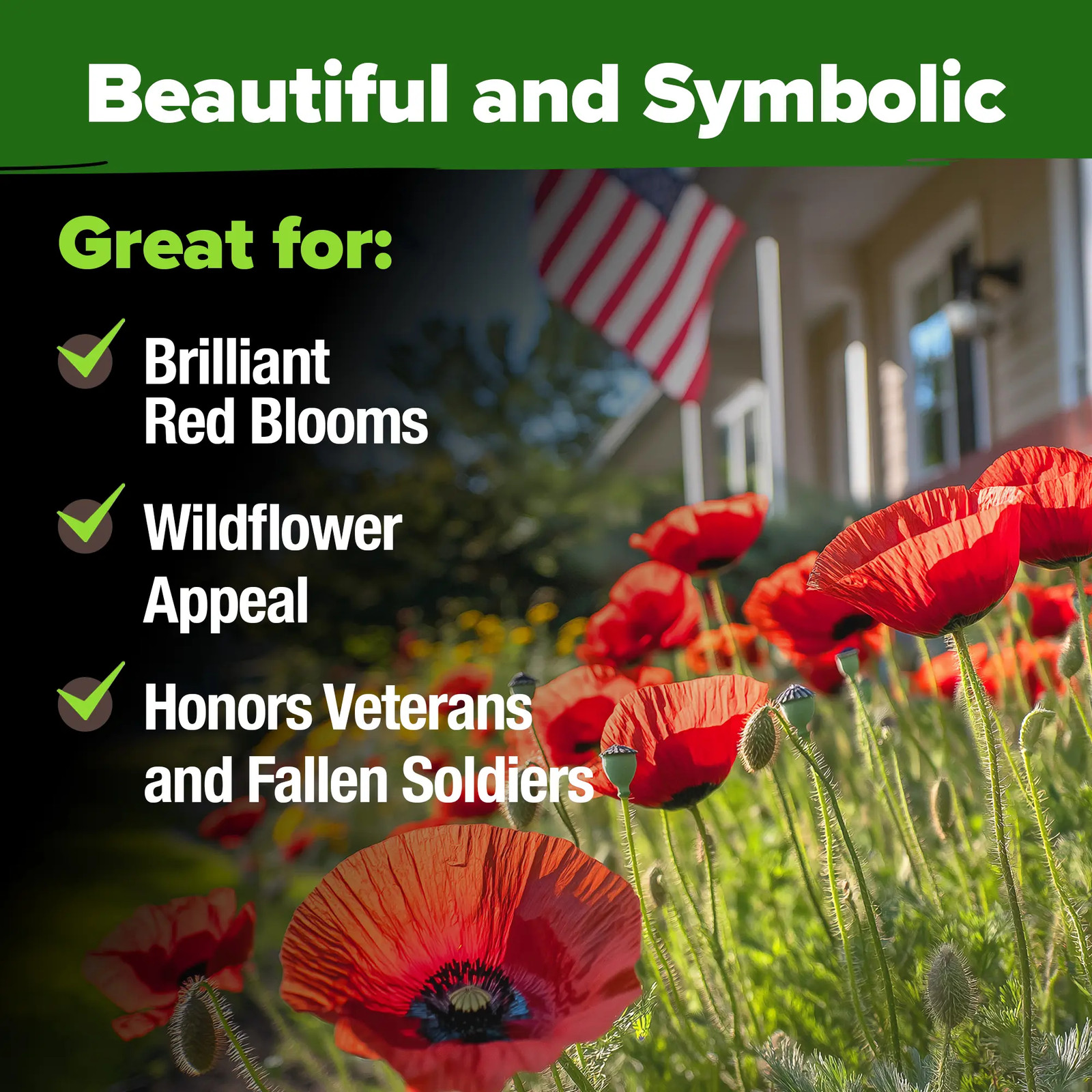 Home Grown Poppy American Legion Flower Seeds – 6000 Heirloom Seeds for Vibrant