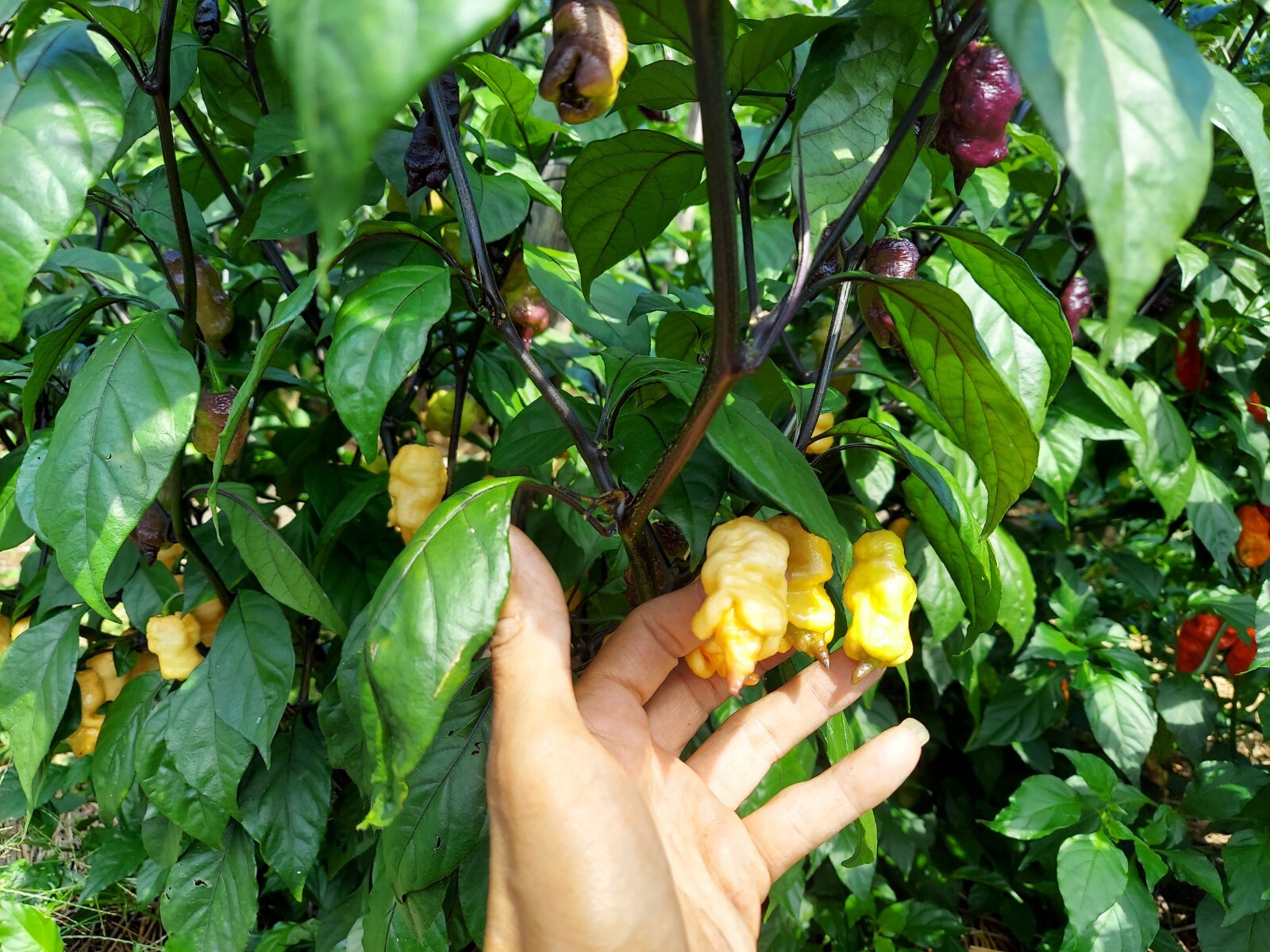 (15) Reaper Pink Peach pepper seeds! free ship ! Hot !