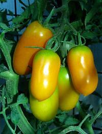 Tomato Amish Gold 250 seeds