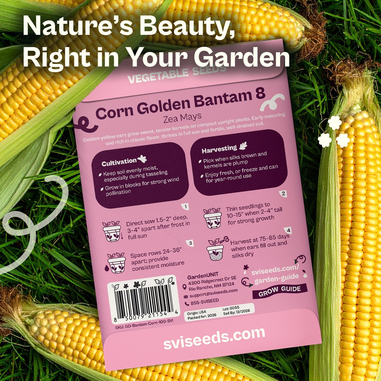Golden Bantam Corn Seeds – Non-GMO Yellow Sweet Corn for Vegetable Gardens