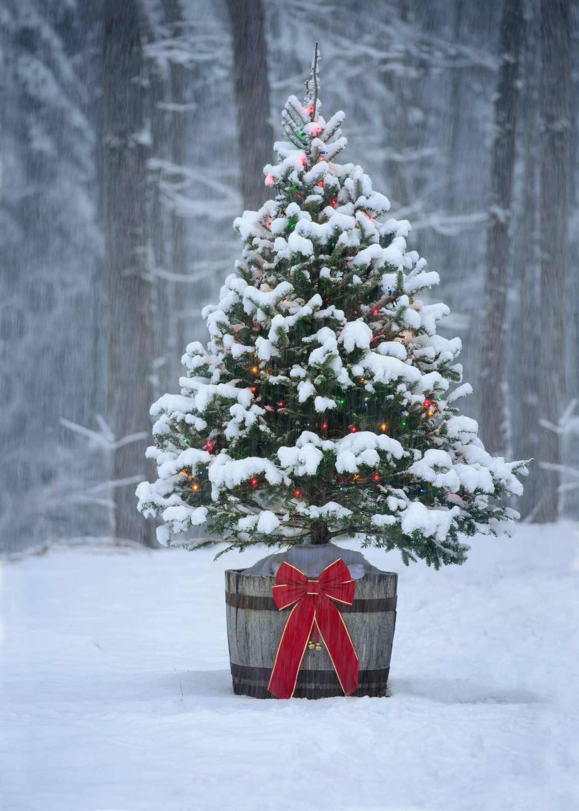 Grow Your Own CHRISTMAS TREE – Balsam Fir ( Abies Balsamea ) Gift Seed Packet