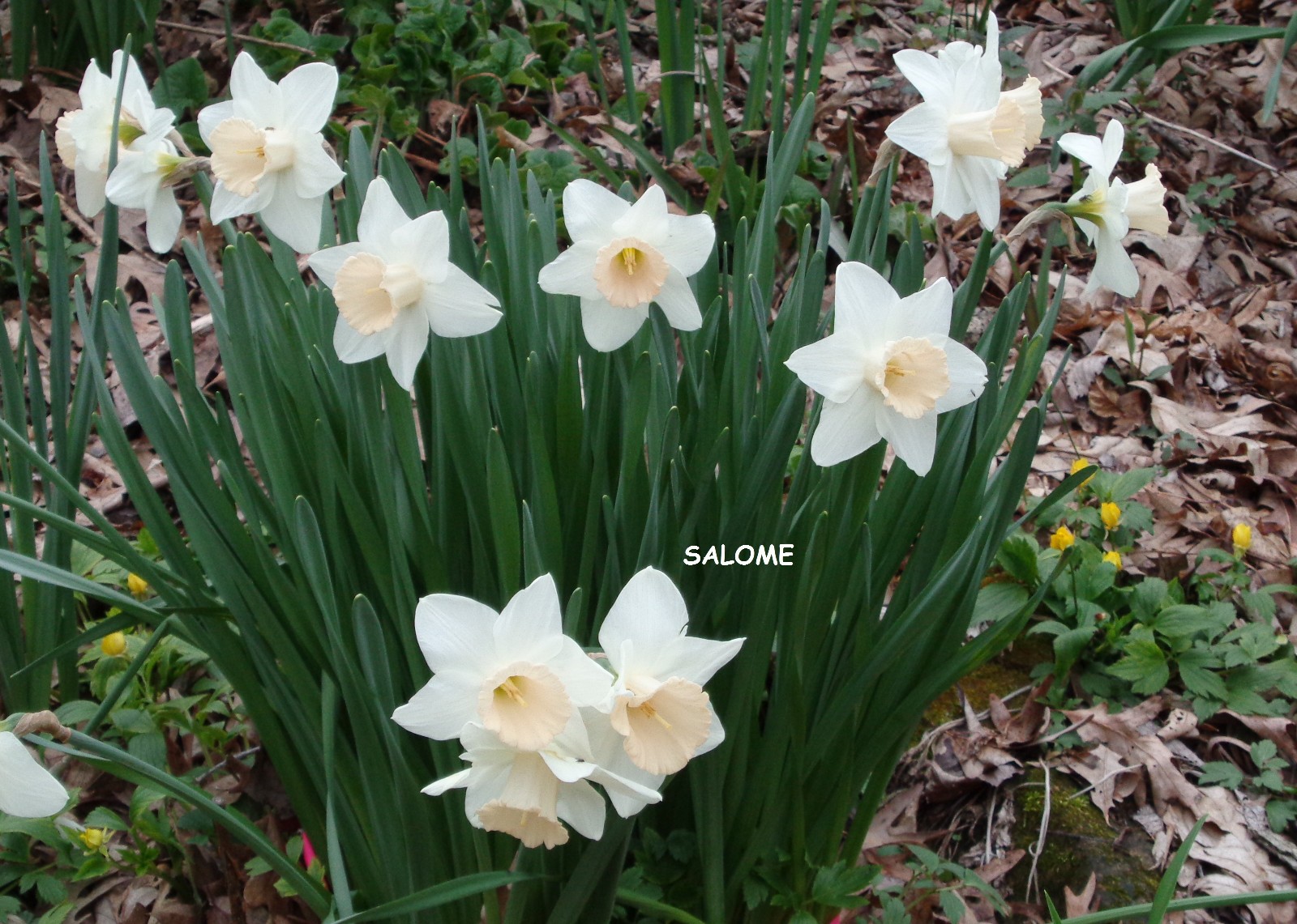 20 DAFFODIL BULBS ~ SALOME Pink White Narcissus Jonquils FromMyGarden*PlsREAD