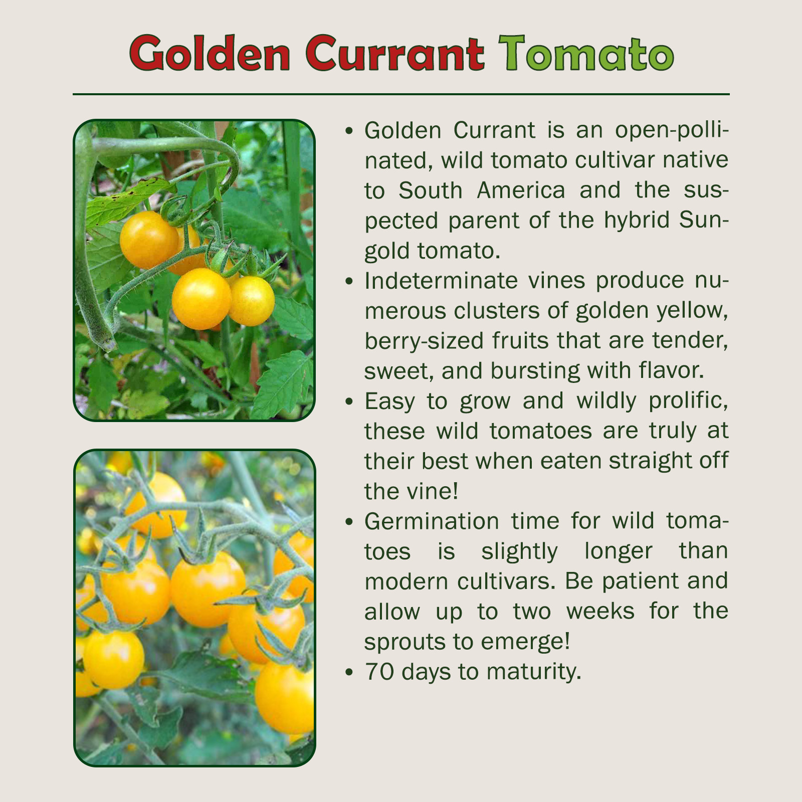 10 Golden Currant Tomato Seeds, Organic, Open-Pollinated, Non-GMO, Genuine USA