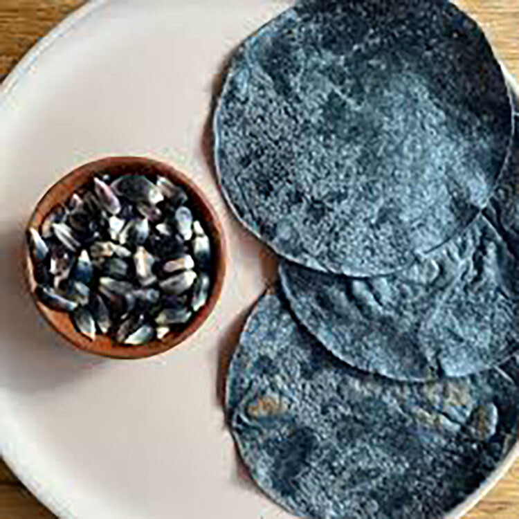 Tlaxcala Cónico Blue MEXICAN HEIRLOOM Corn seeds (1 lb) / TORTILLA CORN / RARE