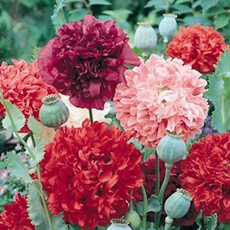 Peony Double Blend Poppy seeds 75+ count