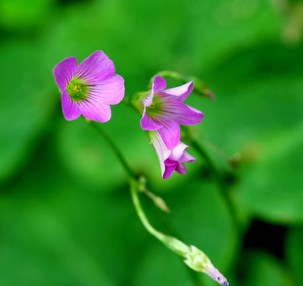 Green Shamrock Bulbs 15 Luck Oxalis Bulbs to Plant, Easy to Grow Indoors outside
