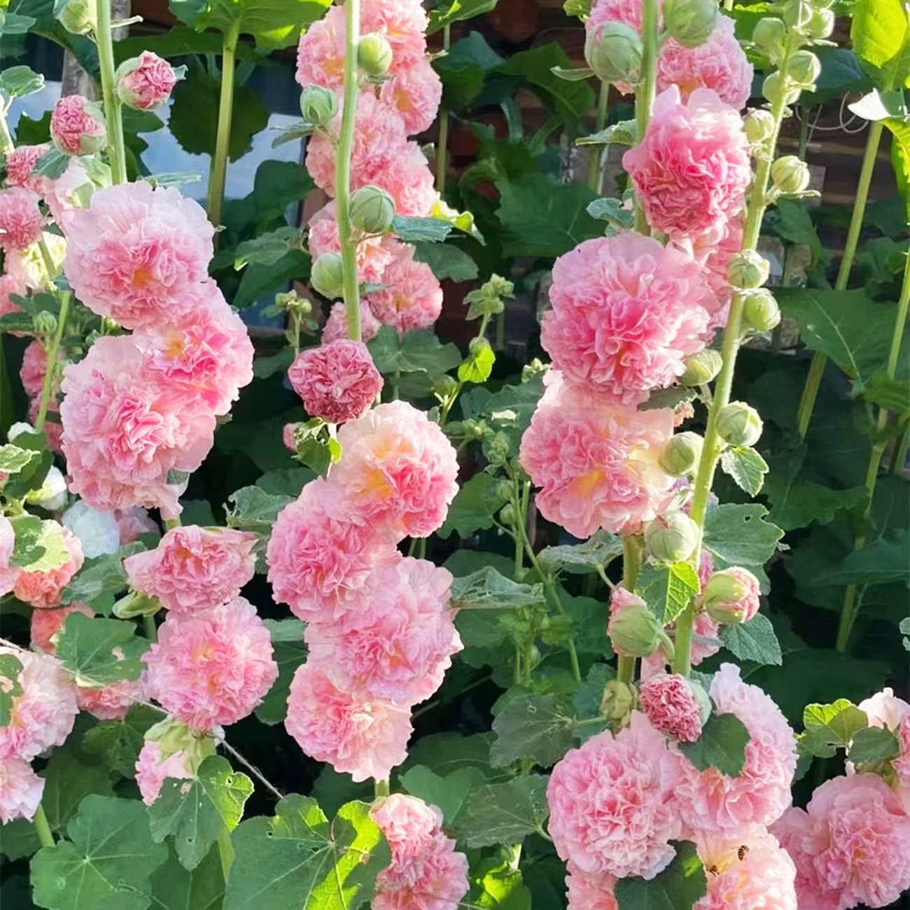 300+ Hollyhock Seeds Carnival Mix Giant Mallow Double Hollyhock Flowers Seed Per
