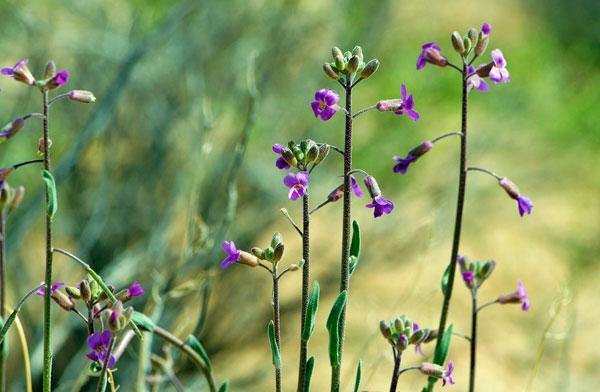 Boechera pulchra | Prince’s Rock Cress | 50 Seeds