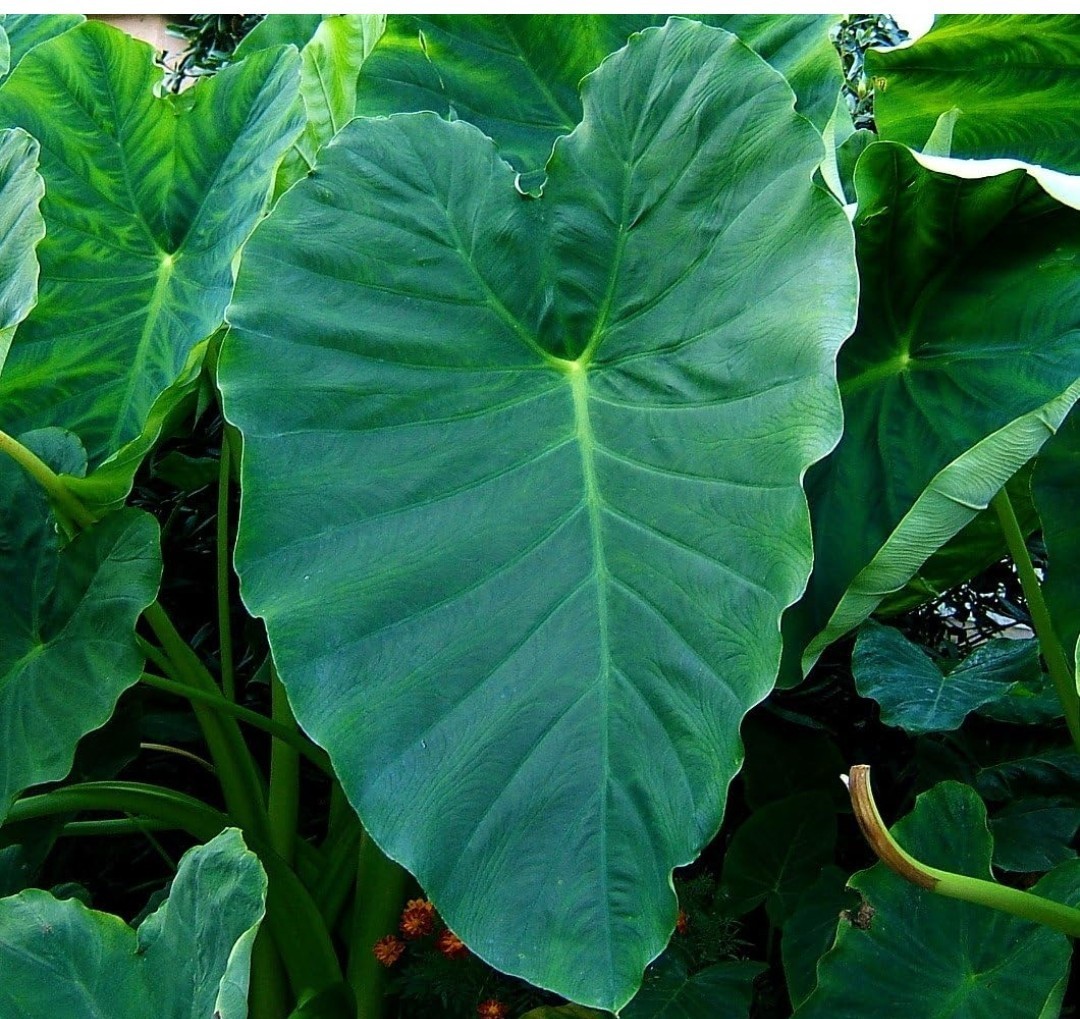 3 Live ready To Plant elephant ear bulbs Colocasia Easy To Grow Fun