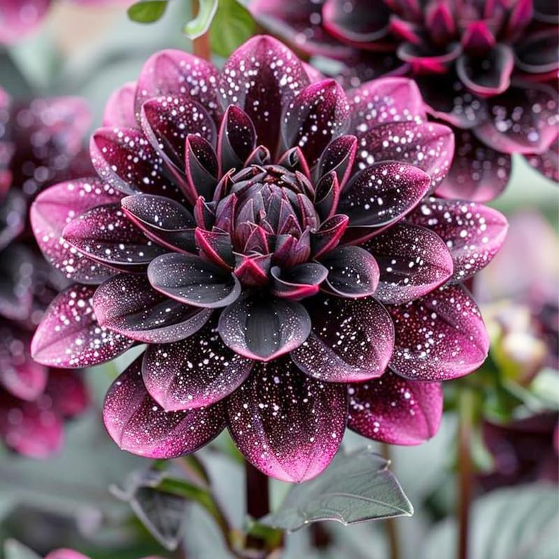 100+ Giant Dahlia Dinner Plate Flower Seeds – Exotic Dahlia for Planting Dahlia