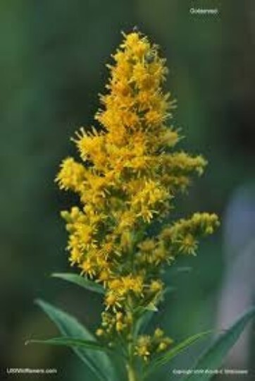 GOLDENROD SEEDS, 200 Seeds Per Order, Solidago Rigida, Wildflower, MedicinalHerb