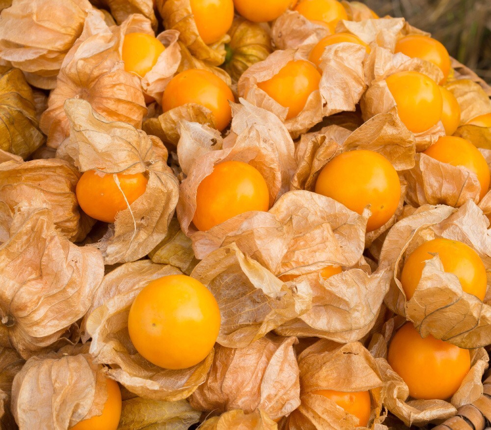 200+ CAPE GOOSEBERRY SEEDS– RARE —— GROUND CHERRY