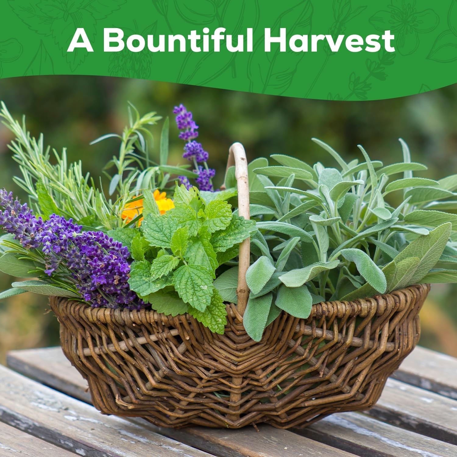Complete Herb Garden Set – 10 Non-GMO Heirloom Varieties for Home Gardening