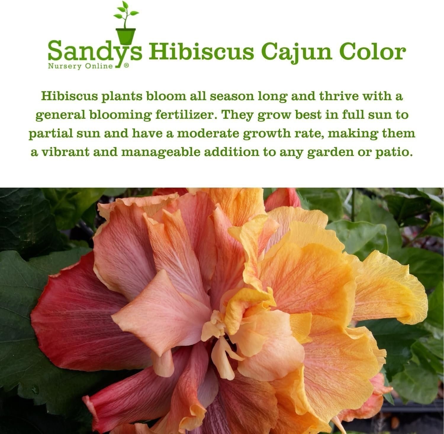 Hibiscus Cajun Color Purple Magic Starter Plant